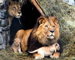 The park is a home to numerous birds, wild animals The park is a home to numerous birds, wild animals like two-horned deer, crocodiles, owl, snakes, and tiger. A visit to this zoo definitely increase y